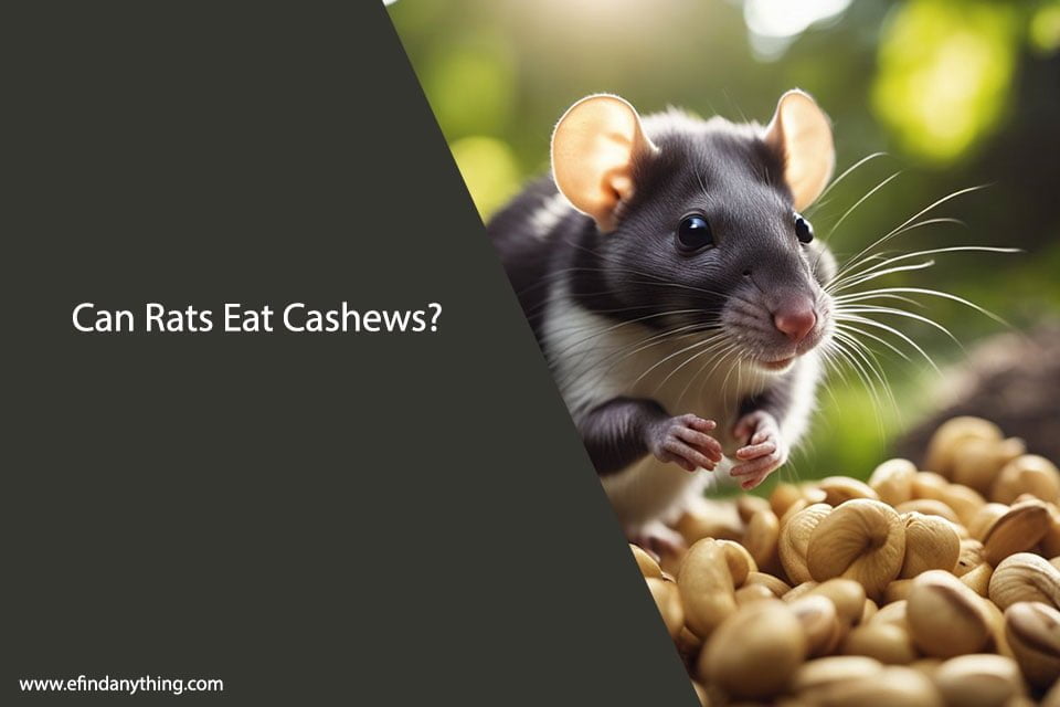 Can Rats Eat Cashews