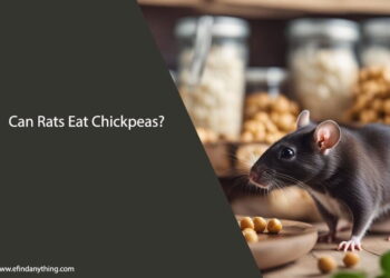 Can Rats Eat Chickpeas