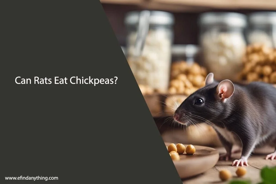 Can Rats Eat Chickpeas