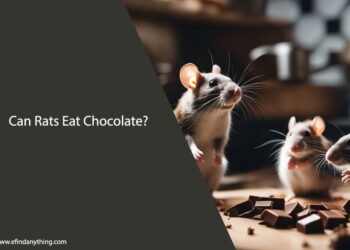 Can Rats Eat Chocolate