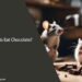 Can Rats Eat Chocolate