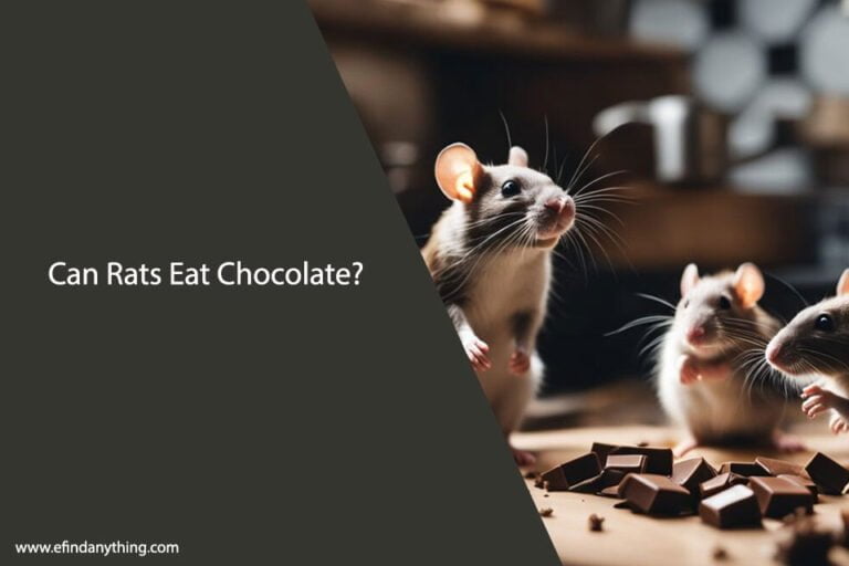 Can Rats Eat Chocolate