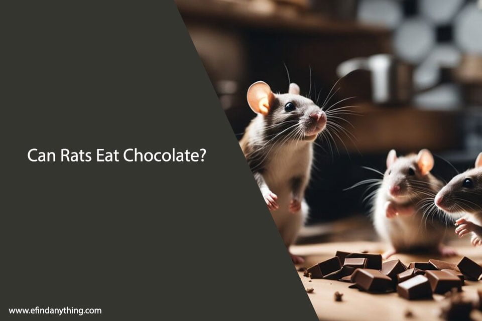 Can Rats Eat Chocolate