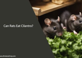 Can Rats Eat Cilantro Leaves