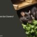 Can Rats Eat Cilantro Leaves