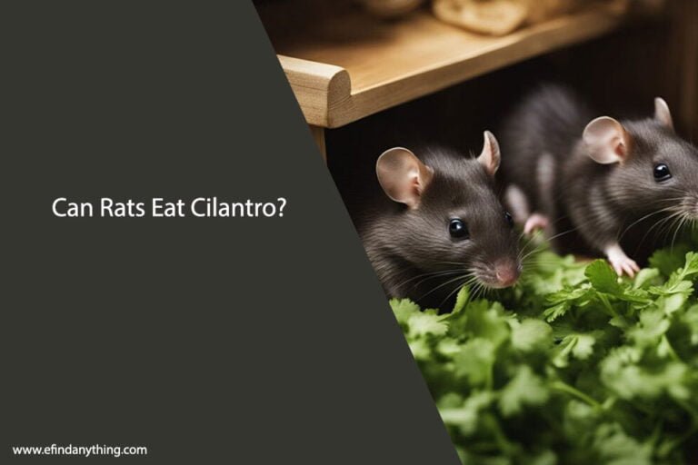 Can Rats Eat Cilantro Leaves