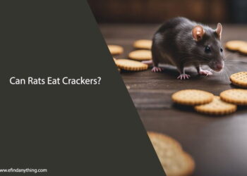 Can Rats Eat Crackers