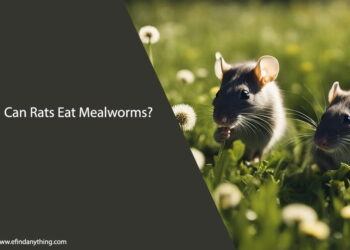 Can Rats Eat Dandelion Greens