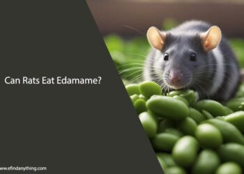 Can Rats Eat Edamame