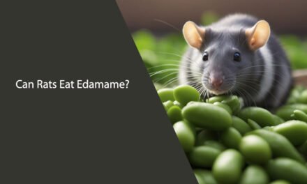 Can Rats Eat Edamame?