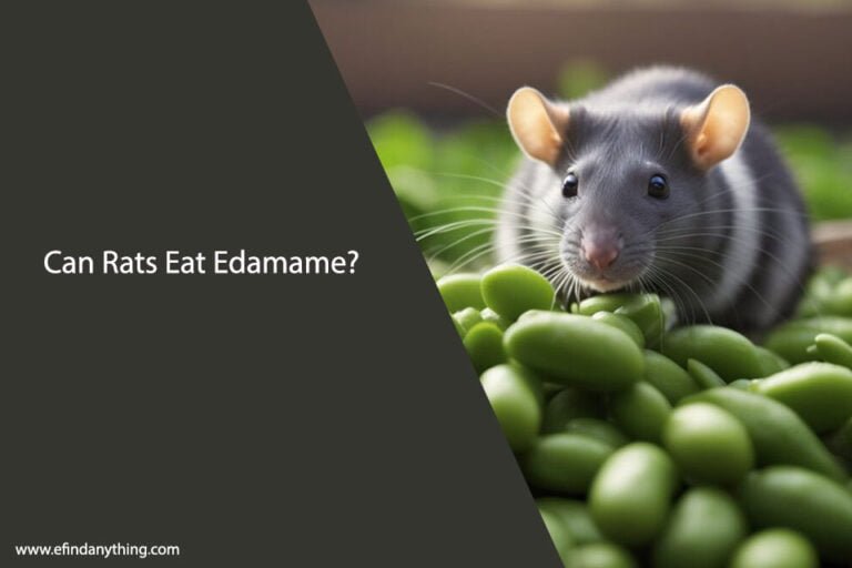 Can Rats Eat Edamame