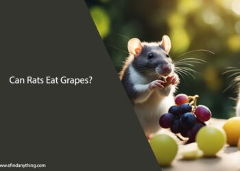 Can Rats Eat Grapes