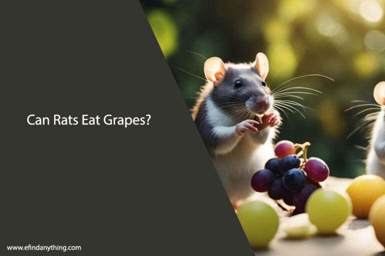 Can Rats Eat Grapes