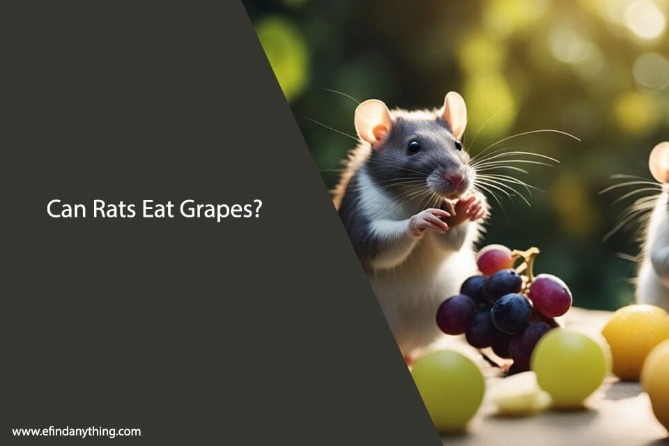 Can Rats Eat Grapes