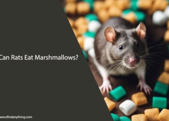 Can Rats Eat Peeps Marshmallow