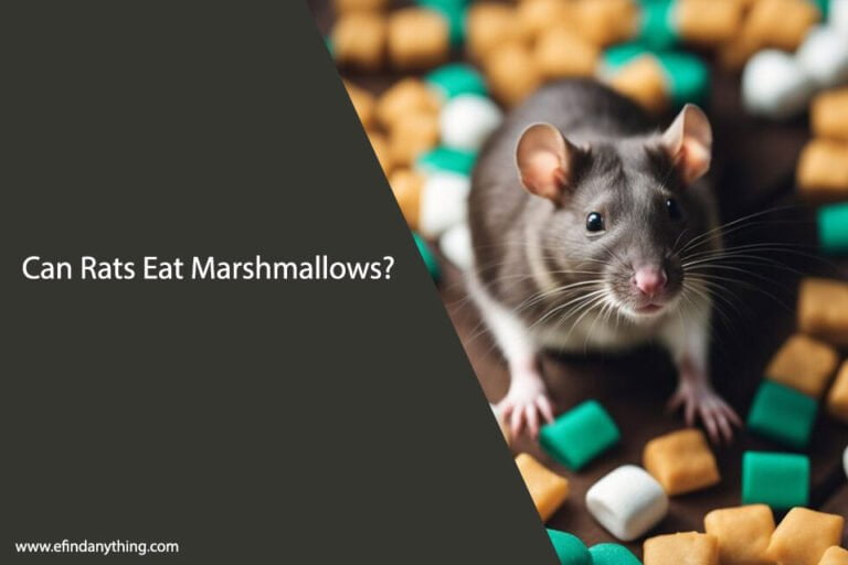 Can Rats Eat Peeps Marshmallow