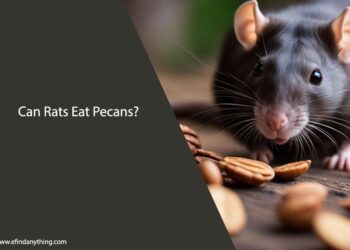 Can Rats Eat Pecans