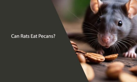 Can Rats Eat Pecans? A Comprehensive Guide