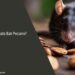 Can Rats Eat Pecans