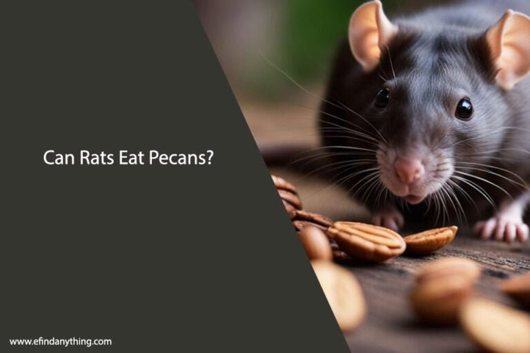 Can Rats Eat Pecans