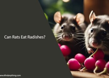 Can Rats Eat Radish Leaves