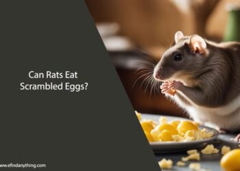Can Rats Eat Scrambled Eggs