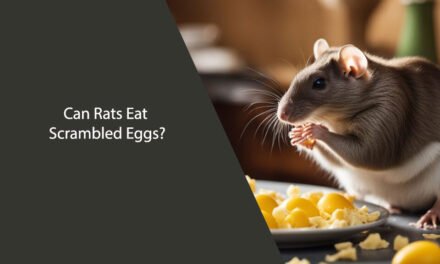 Can Rats Eat Scrambled Eggs? A Comprehensive Guide