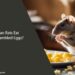 Can Rats Eat Scrambled Eggs