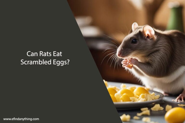 Can Rats Eat Scrambled Eggs