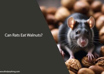 Can Rats Eat Sliced Walnuts