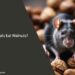 Can Rats Eat Sliced Walnuts