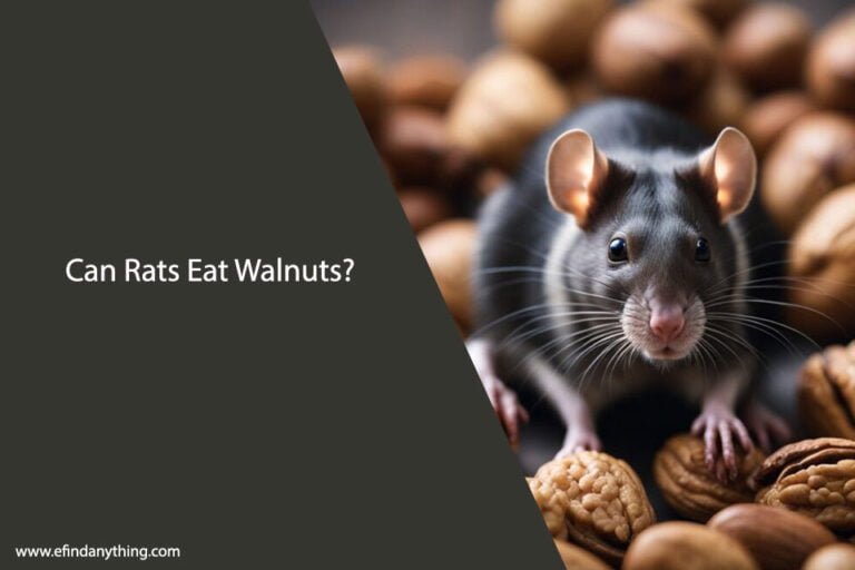 Can Rats Eat Sliced Walnuts