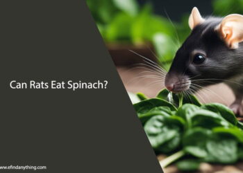 Can Rats Eat Spinach