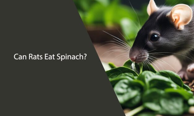 Can Rats Eat Spinach?