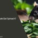 Can Rats Eat Spinach