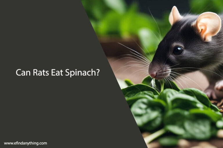 Can Rats Eat Spinach