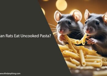 Can Rats Eat Uncooked Pasta