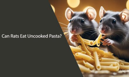 Can Rats Eat Uncooked Pasta?