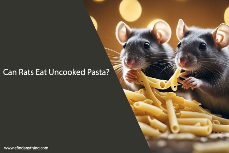 Can Rats Eat Uncooked Pasta