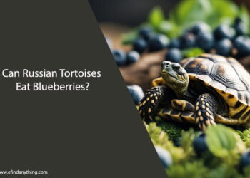 Can Russian Tortoises Eat Blueberries