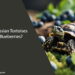 Can Russian Tortoises Eat Blueberries