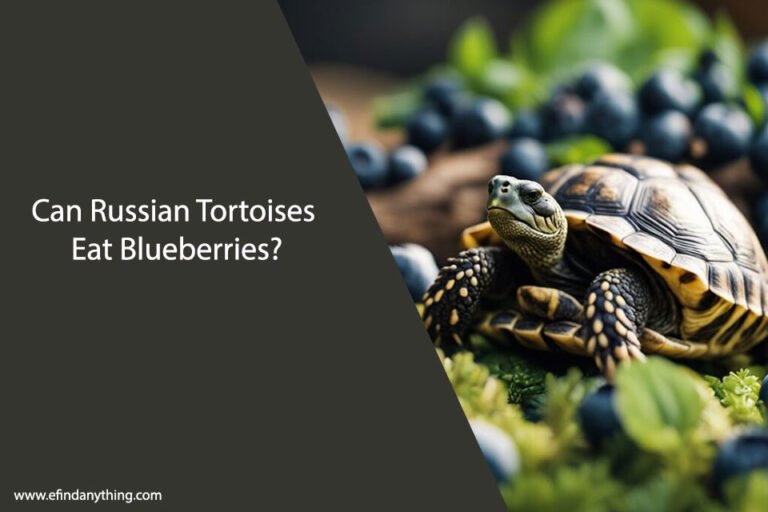 Can Russian Tortoises Eat Blueberries
