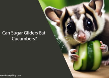 Can Sugar Gliders Eat Cucumbers
