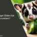 Can Sugar Gliders Eat Cucumbers