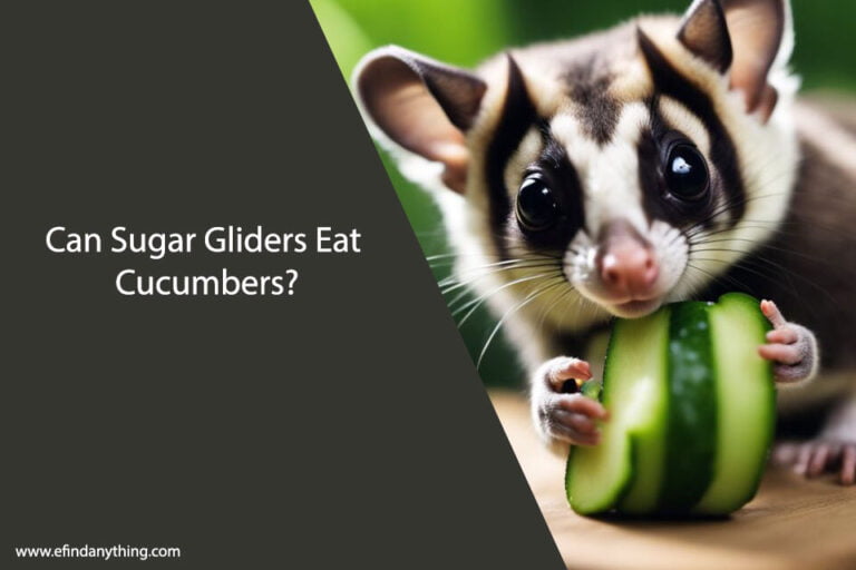 Can Sugar Gliders Eat Cucumbers