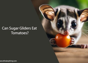 Can Sugar Gliders Eat Tomatoes
