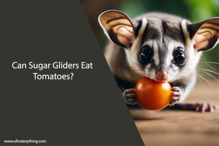 Can Sugar Gliders Eat Tomatoes