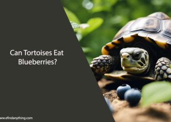 Can Tortoises Eat Blueberries