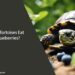 Can Tortoises Eat Blueberries