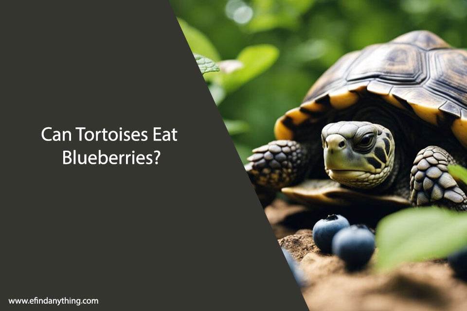 Can Tortoises Eat Blueberries